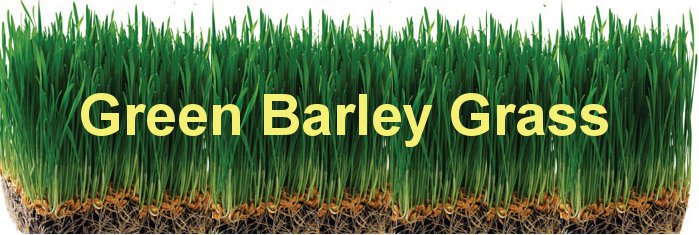 barley grass20